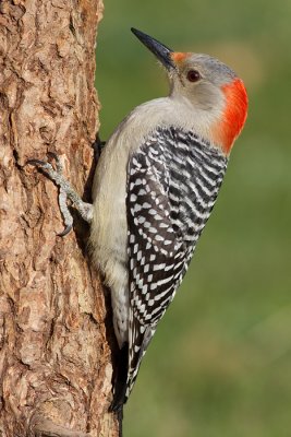 red-bellied woodpecker 253