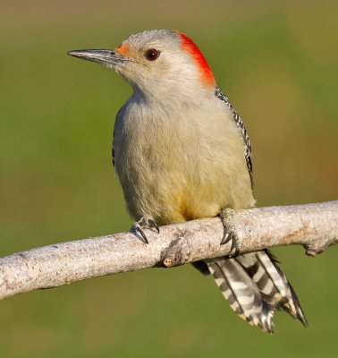 red-bellied woodpecker 254