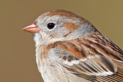 field sparrow 13