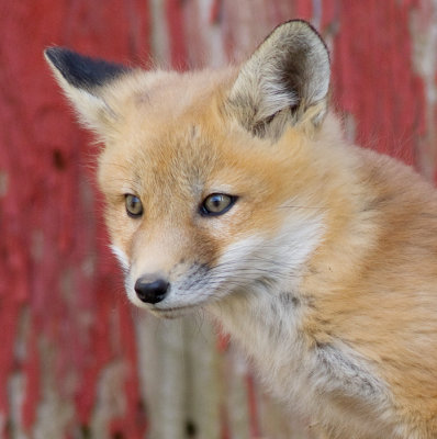 fox 5