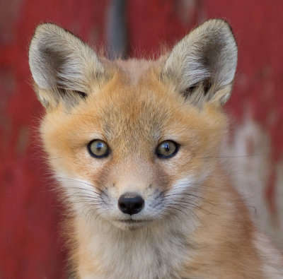 fox 7