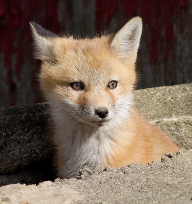 fox 11