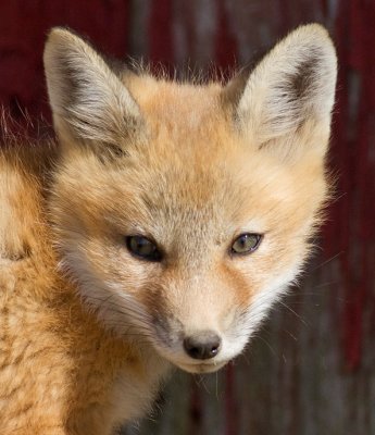 fox 16