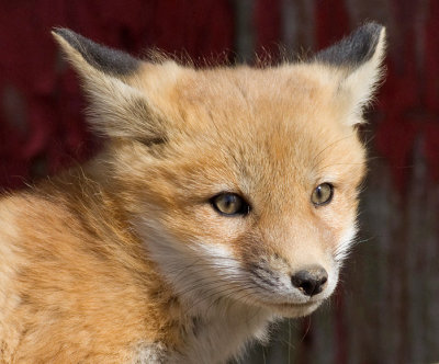 fox 18