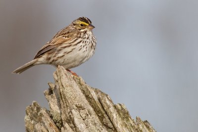 savannah sparrow 49