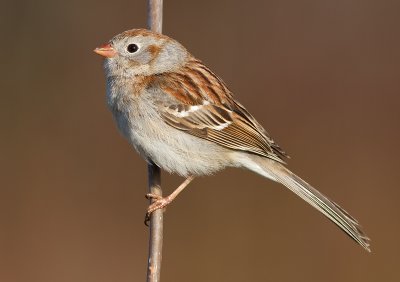 field sparrow 17