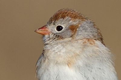 field sparrow 19