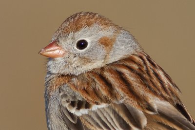 field sparrow 20