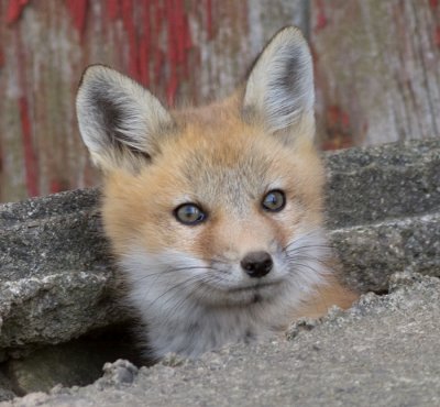 fox cub 21
