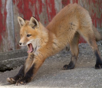 fox cub 23