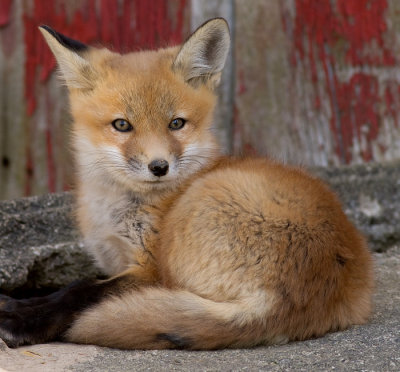 fox cub 24