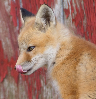 fox cub 25