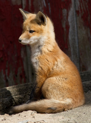 fox cub 26