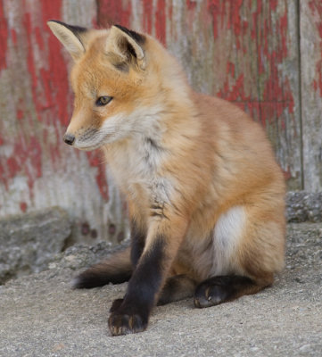 fox cub 27