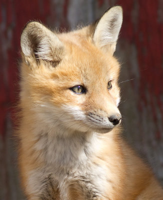 fox cub 28