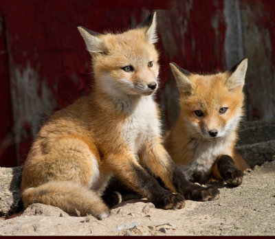 fox cub 30