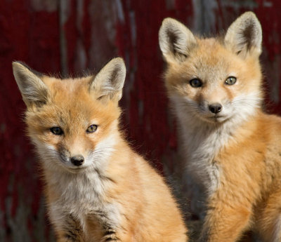 fox cub 31