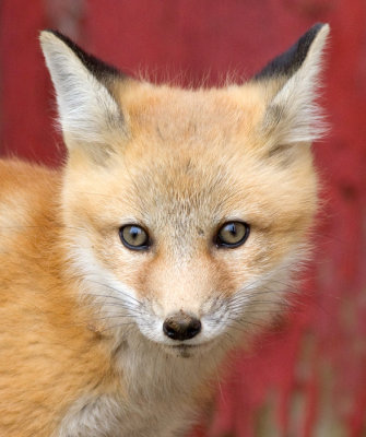 fox cub 33