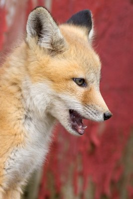 fox cub 35