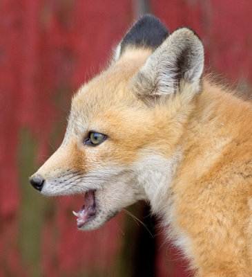 fox cub 36