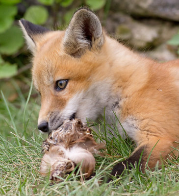 fox cub 37