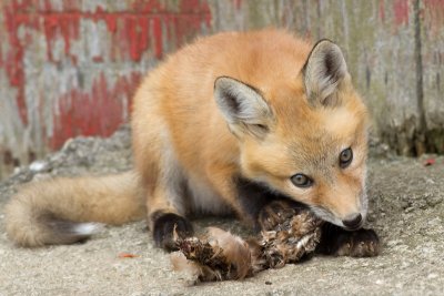 fox cub 38
