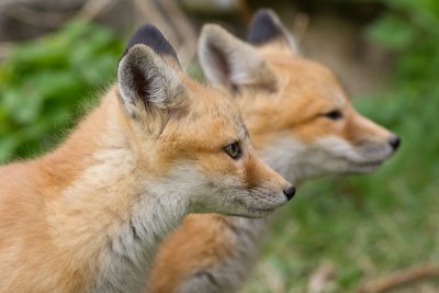 fox cub 39