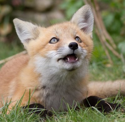 fox cub 40