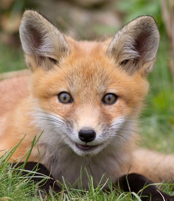 fox cub 41