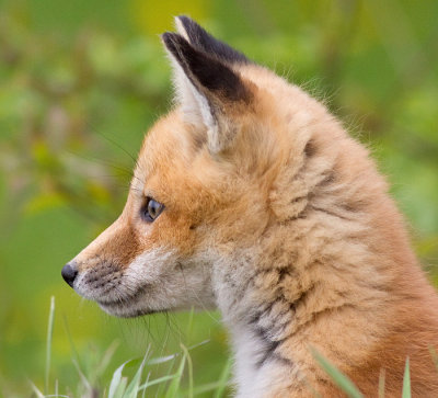 fox cub 42