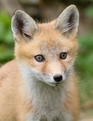 fox cub 43