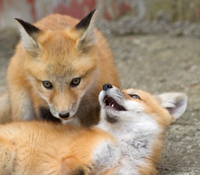 fox cub 44