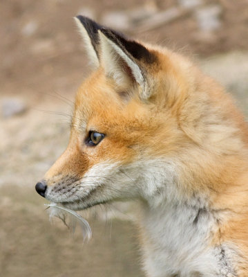 fox cub 45
