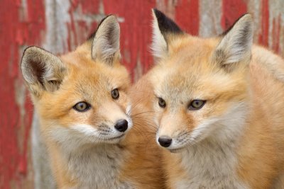 fox cub 46
