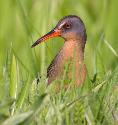 virginia rail 32