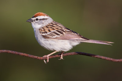 chipping sparrow 21