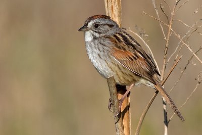 swamp sparrow 6