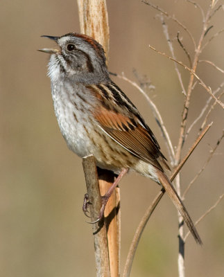 swamp sparrow 7