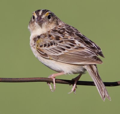 grasshopper sparrow 50