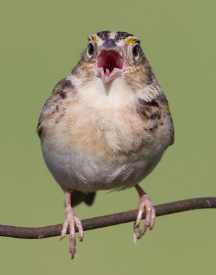 grasshopper sparrow 51