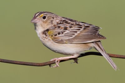 grasshopper sparrow 53