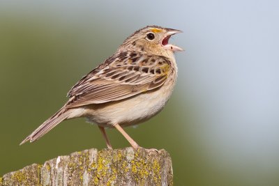 grasshopper sparrow 54