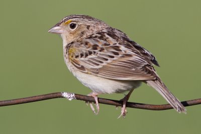 grasshopper sparrow 56