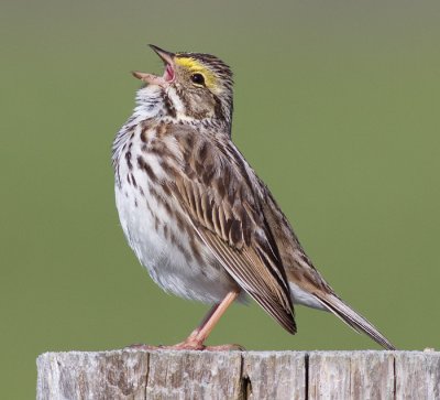 savannah sparrow 53