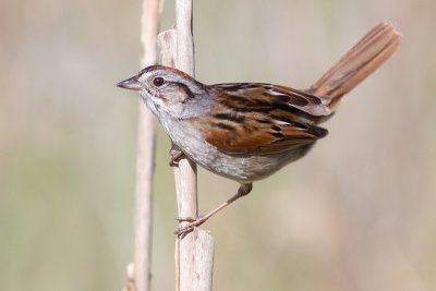 swamp sparrow 8