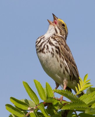 savannah sparrow 57
