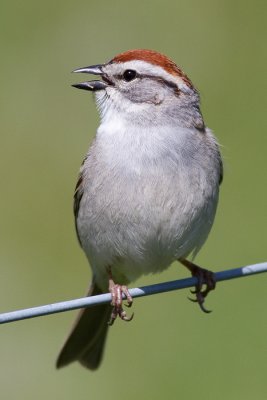 chipping sparrow 22