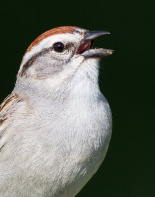 chipping sparrow 23