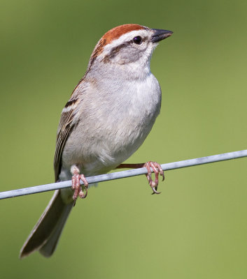 chipping sparrow 24
