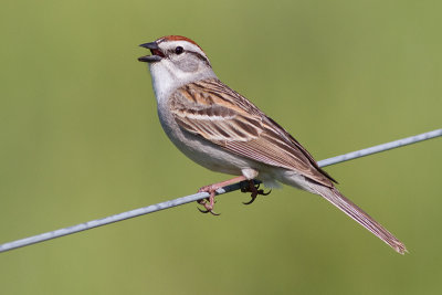 chipping sparrow 25